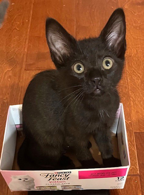 Kitten Jumbreon