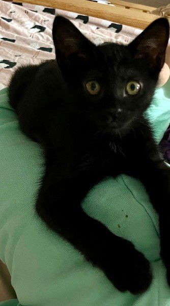 Kitten Jumbreon