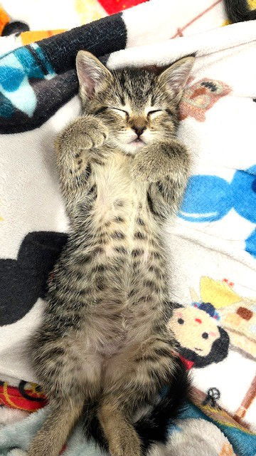 Kitten Jolteon