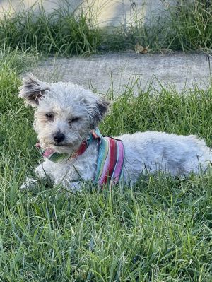 Abby Yorkshire Terrier Dog