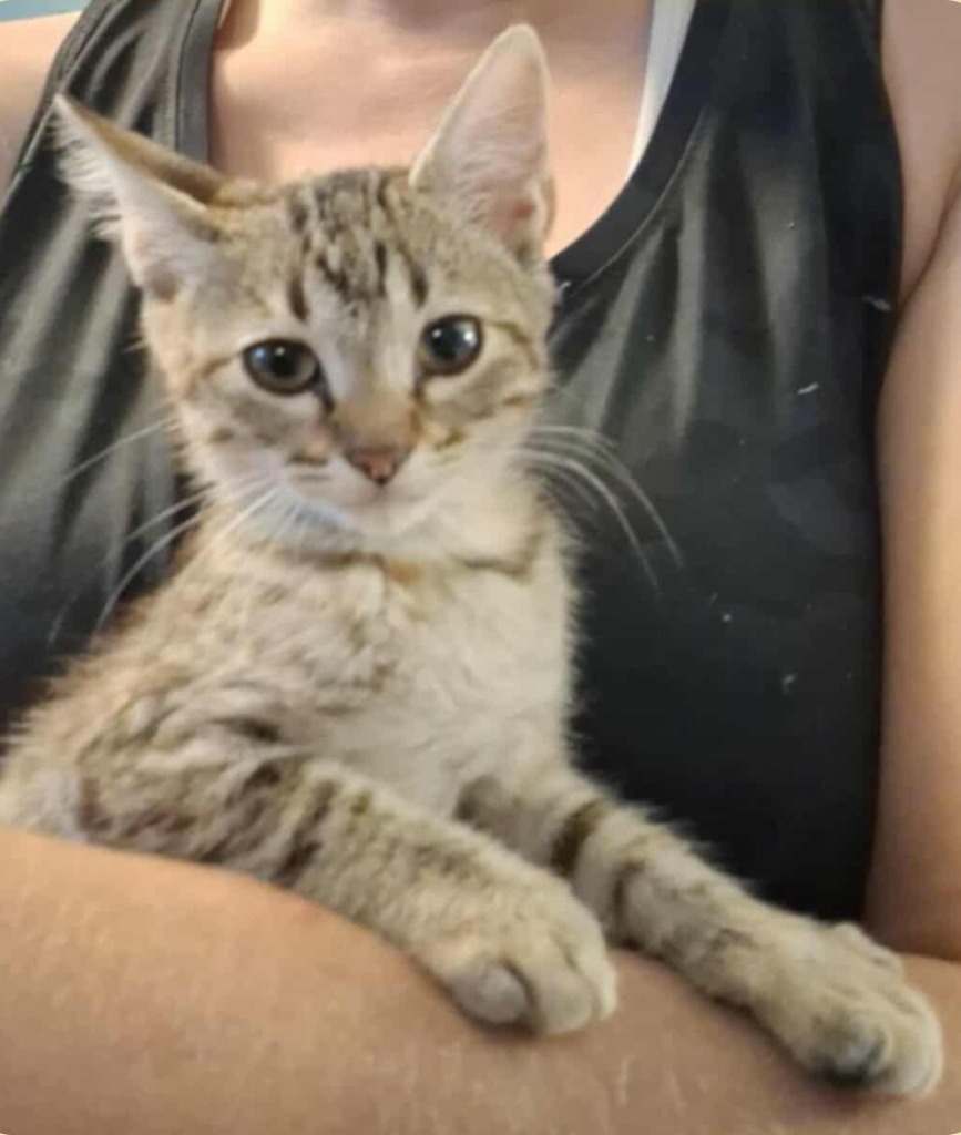 Meowjita