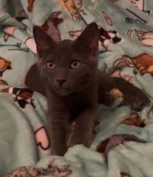Milo, Young Male unknown