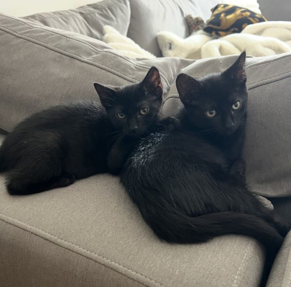 Slinky &amp; Blinky