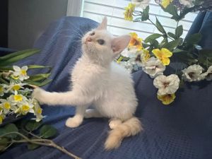 Hattie Domestic Medium Hair Cat