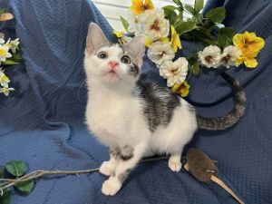 Quell Tabby Cat