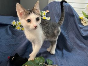 Quincy Tabby Cat