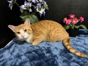 Chiron Tabby Cat