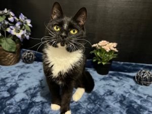 Maple Domestic Short Hair Cat