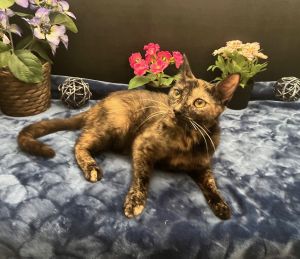Gigi Tortoiseshell Cat