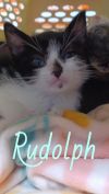 Rudy photo 2