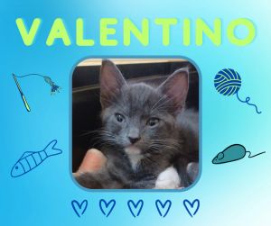 Valentino, Young Male unknown