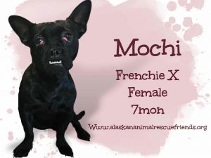 Mochi, Young Female unknown