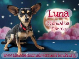 Luna, Young Female unknown