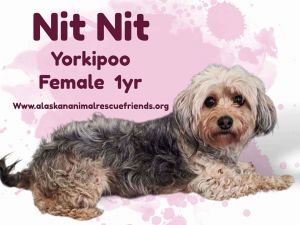 NitNit, Adult Female unknown