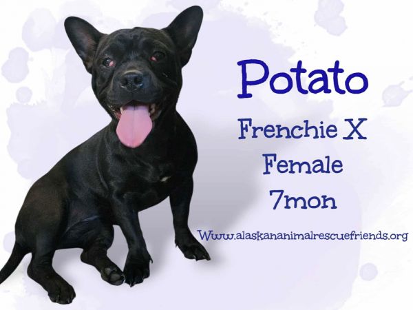 Potato