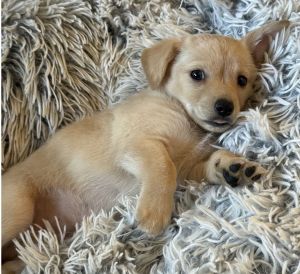 Animal Profile Meet the Ocean Litter - Coral Dune Kai Rip and Tide These sweet chiweenie pups 