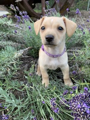 Animal Profile Meet the Ocean Litter - Coral Dune Kai Rip and Tide These sweet chiweenie pups 