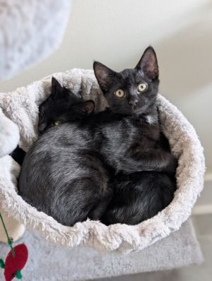 Buttercup Domestic Short Hair Cat