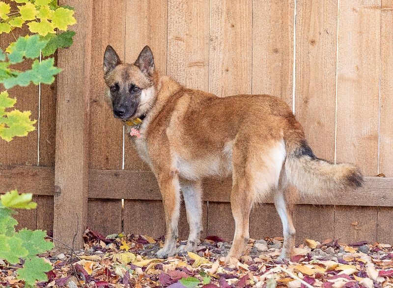Charmed, an adoptable Belgian Shepherd / Malinois in Windsor, CO, 80550 | Photo Image 1