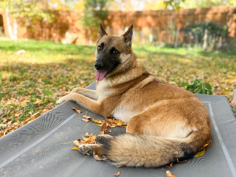 Charmed, an adoptable Belgian Shepherd / Malinois in Windsor, CO, 80550 | Photo Image 2