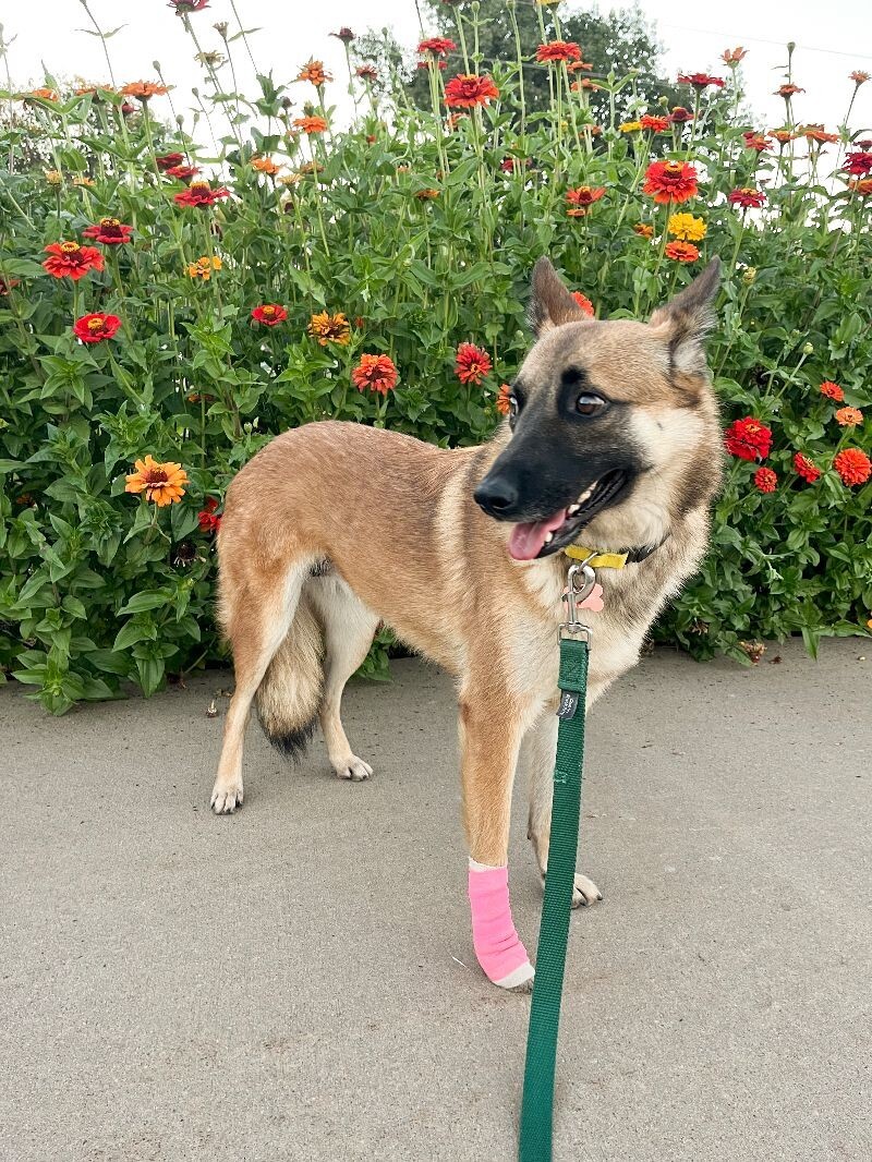 Charmed, an adoptable Belgian Shepherd / Malinois in Windsor, CO, 80550 | Photo Image 3