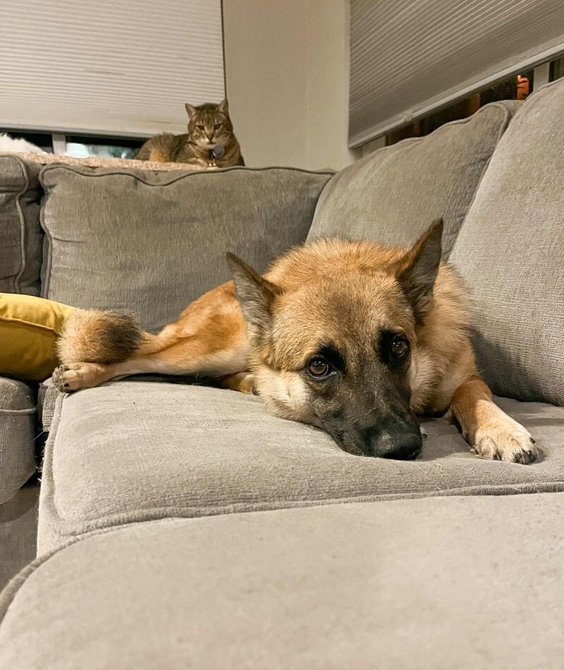 Charmed, an adoptable Belgian Shepherd / Malinois in Windsor, CO, 80550 | Photo Image 4