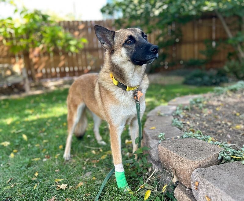 Charmed, an adoptable Belgian Shepherd / Malinois in Windsor, CO, 80550 | Photo Image 5