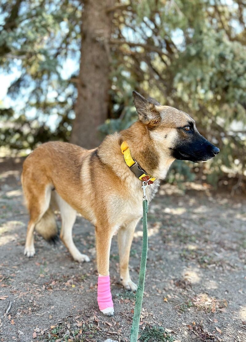 Charmed, an adoptable Belgian Shepherd / Malinois in Windsor, CO, 80550 | Photo Image 6