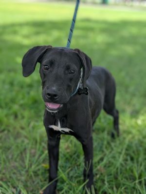 Stella, Young Female unknown