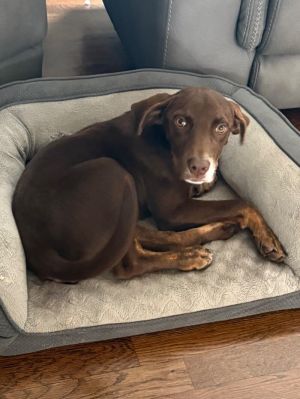 Hershey, Baby Female unknown