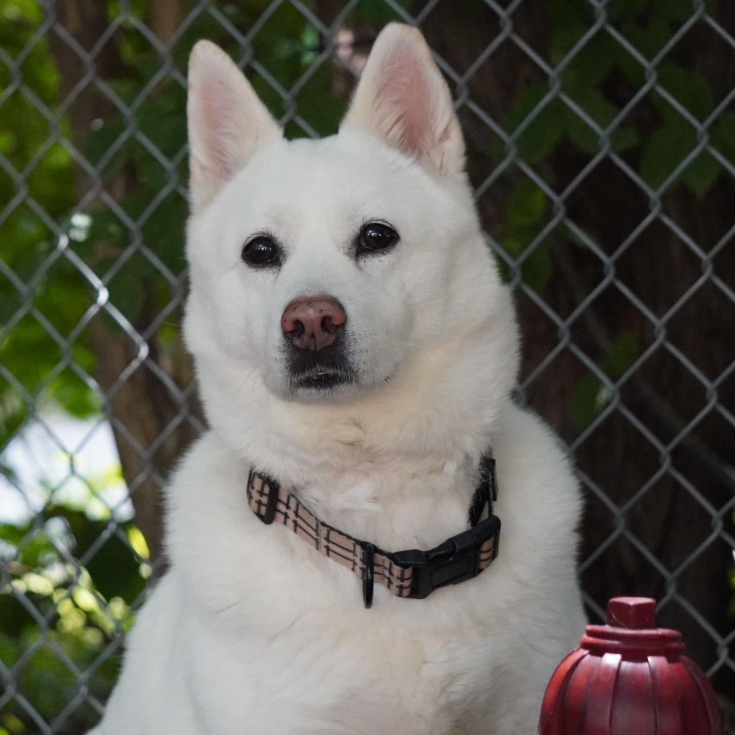 Layla, an adoptable Jindo, Mixed Breed in King City, ON, L7B 1K5 | Photo Image 1