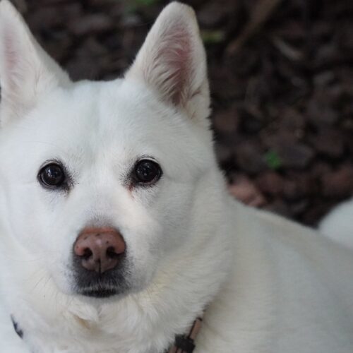 Layla, an adoptable Jindo, Mixed Breed in King City, ON, L7B 1K5 | Photo Image 2