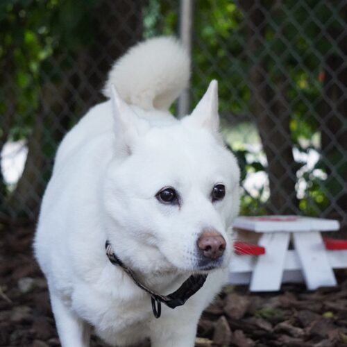 Layla, an adoptable Jindo, Mixed Breed in King City, ON, L7B 1K5 | Photo Image 3