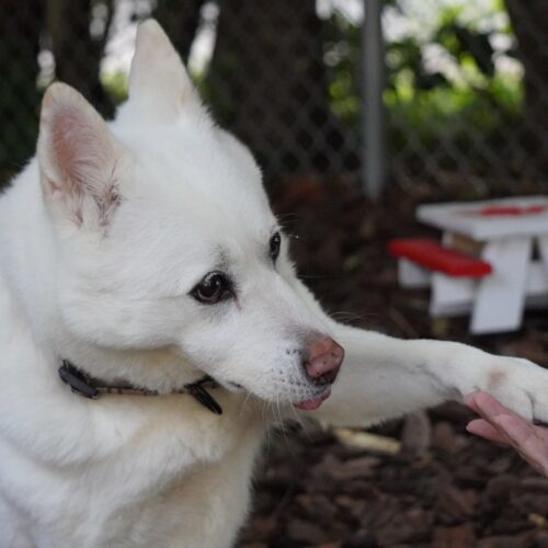 Layla, an adoptable Jindo, Mixed Breed in King City, ON, L7B 1K5 | Photo Image 4