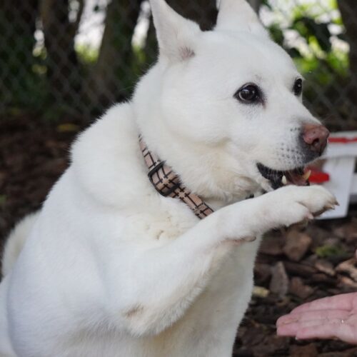 Layla, an adoptable Jindo, Mixed Breed in King City, ON, L7B 1K5 | Photo Image 5