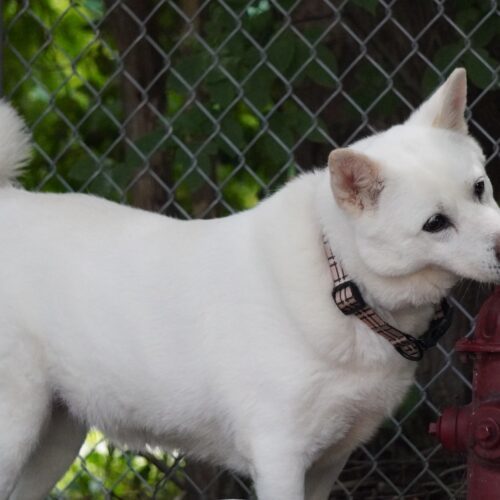 Layla, an adoptable Jindo, Mixed Breed in King City, ON, L7B 1K5 | Photo Image 6