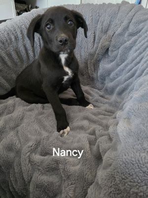 Nancy, Adult Female unknown