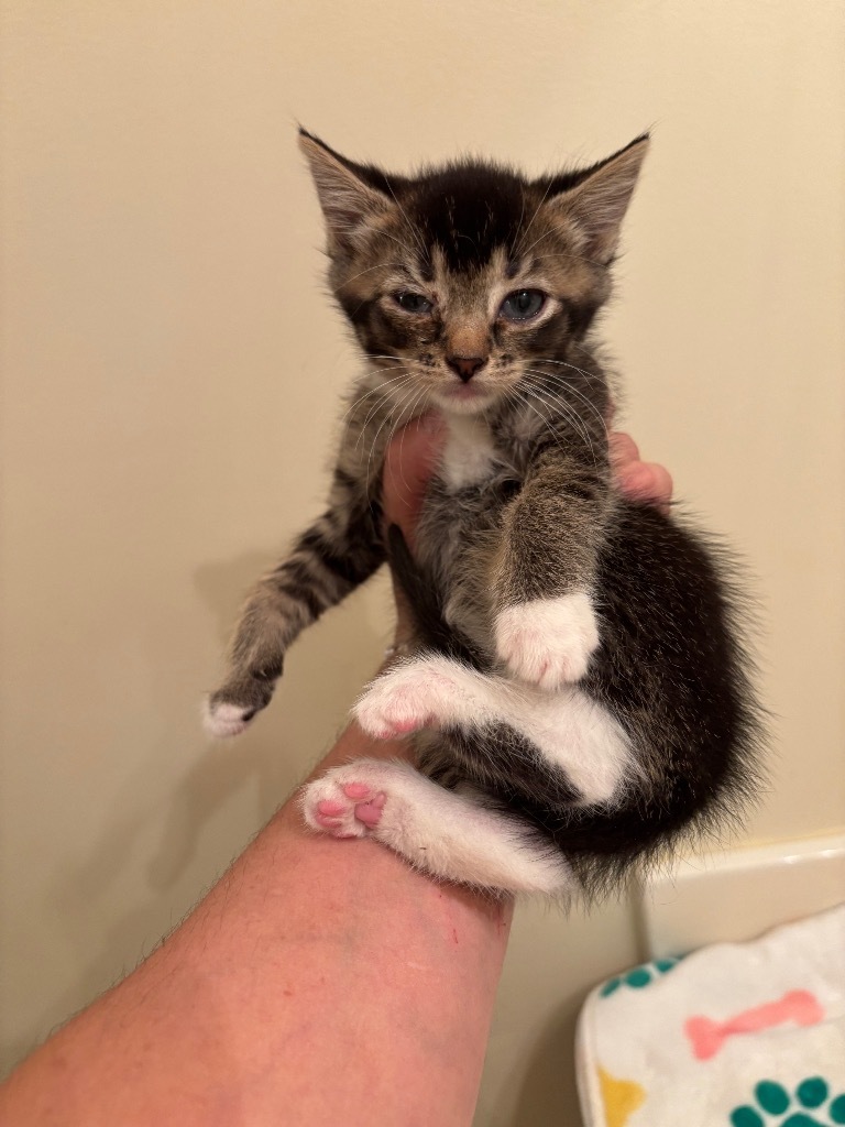 Cornelius
