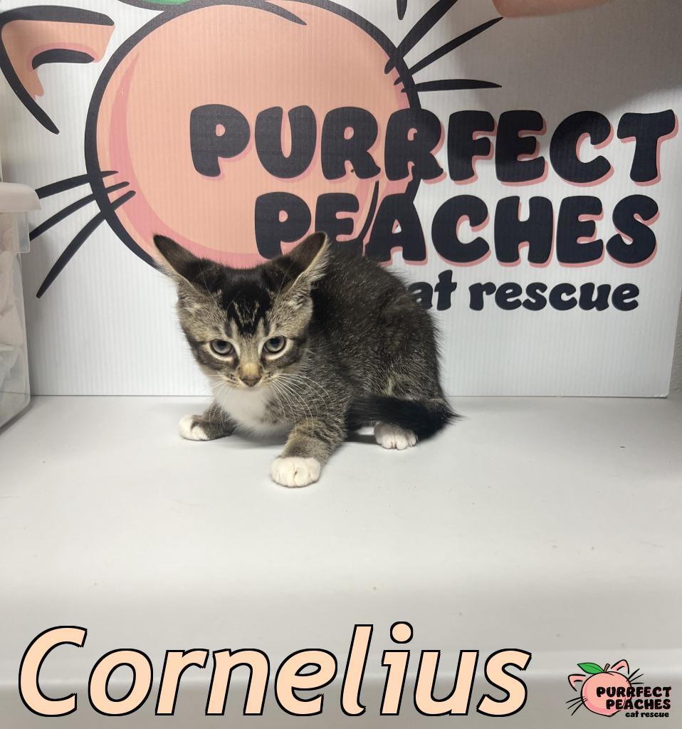 Cornelius