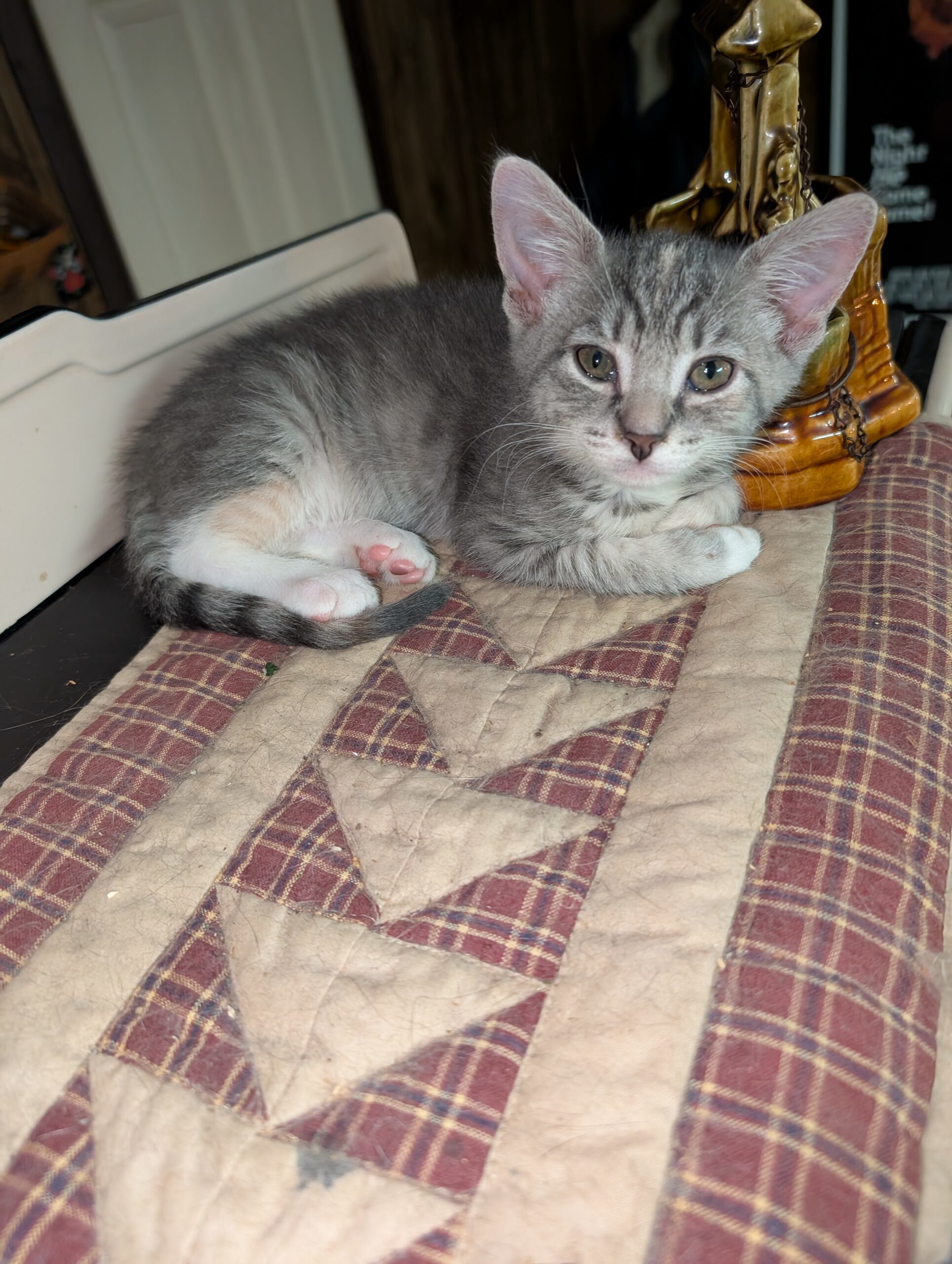 Daphne