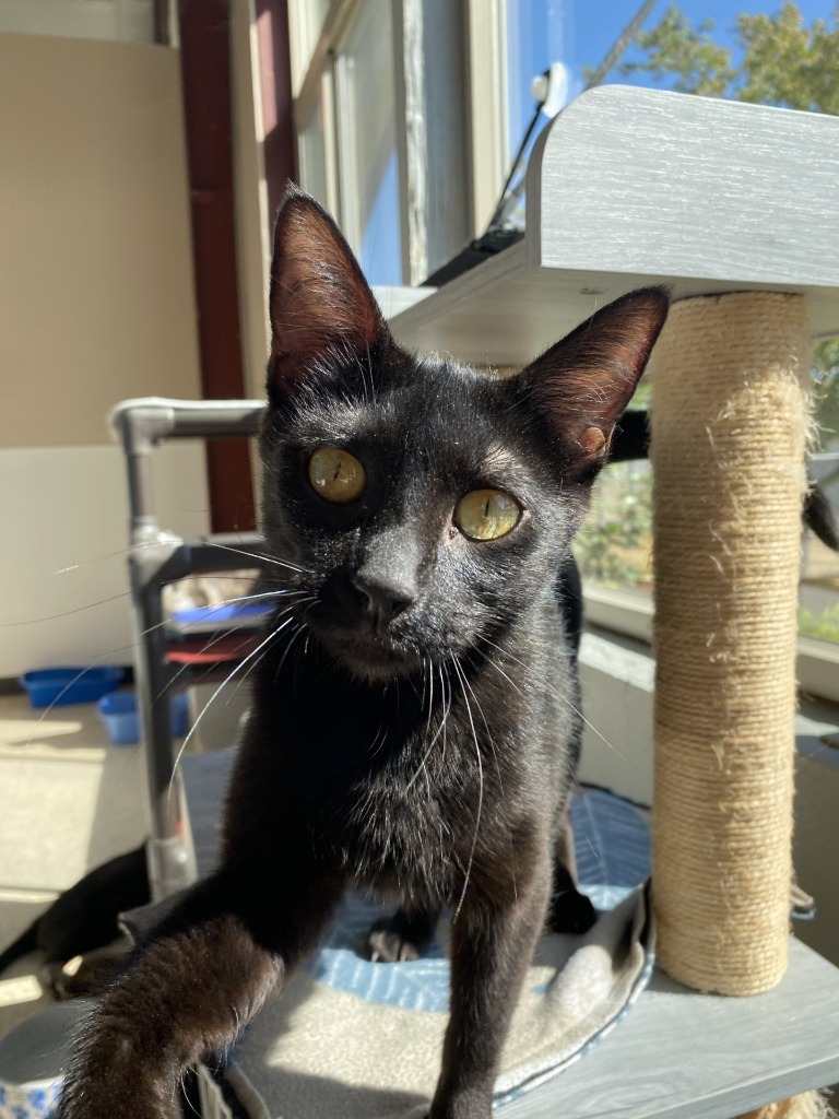 Jinxie