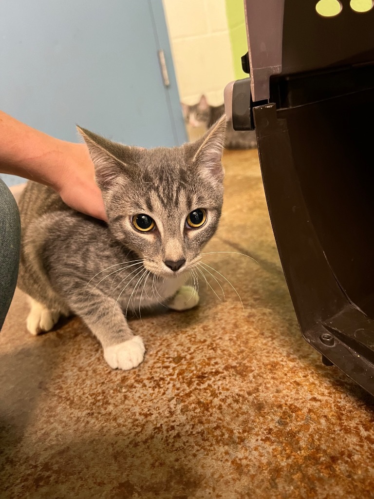 Act II, an adoptable Domestic Short Hair in Brownwood, TX, 76801 | Photo Image 1