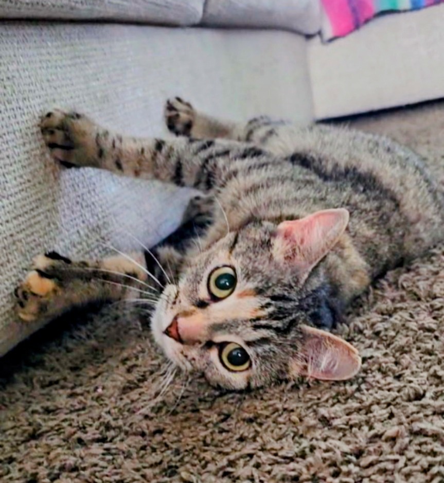 HEMI