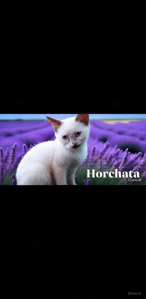 Horchata