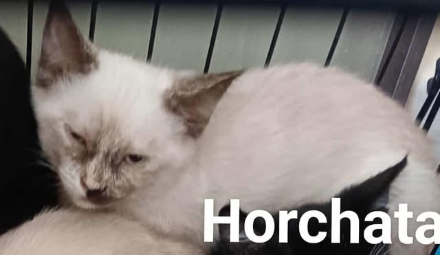 Horchata