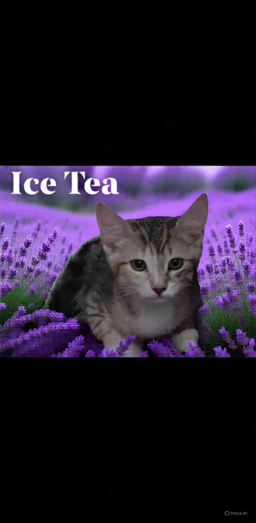 Ice Tea