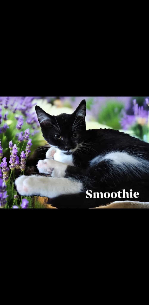 Smoothie