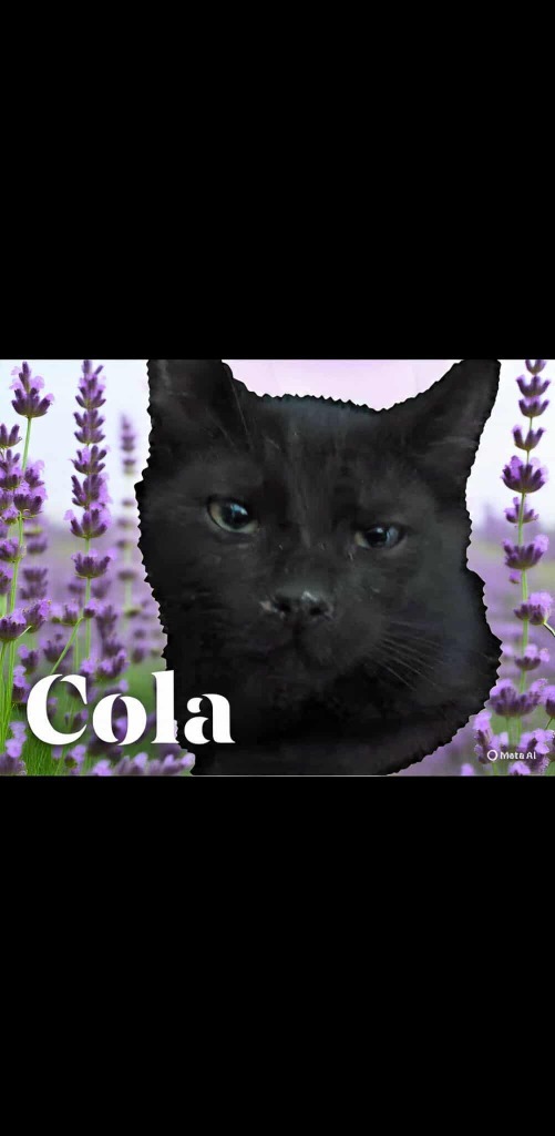 Cola