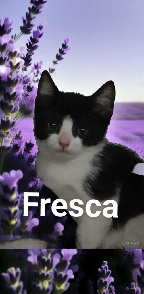 Fresca