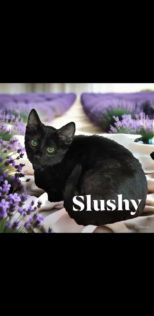 Slushy